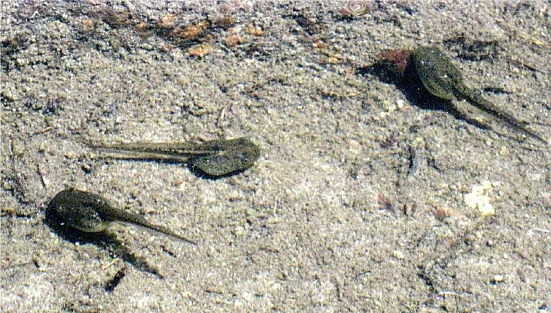 Tadpoles
