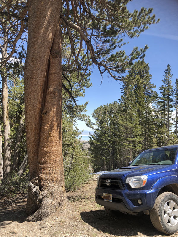 tree and truck