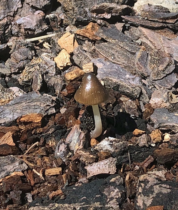 Mushroom