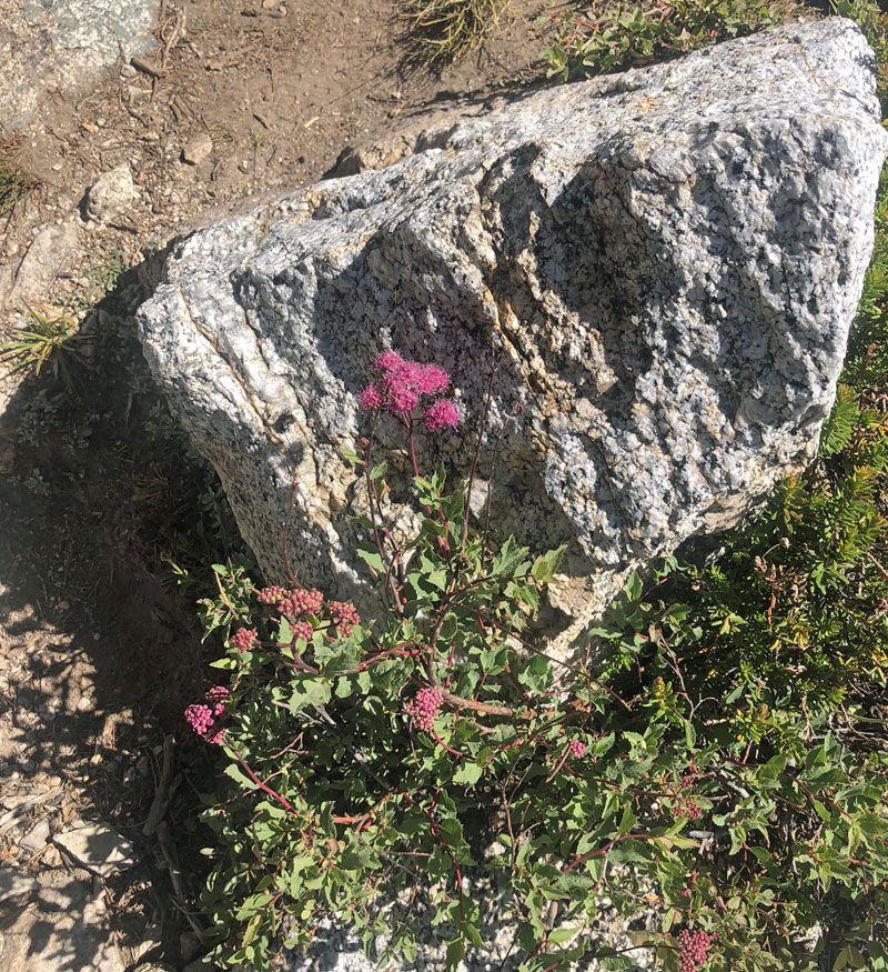 Flowers and granite