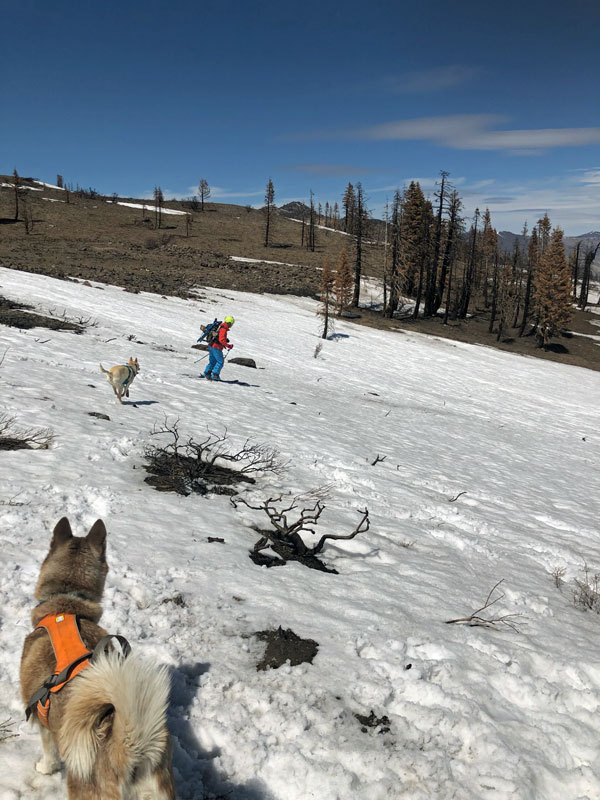 Hazel watches a prancing Zooey follow Stev