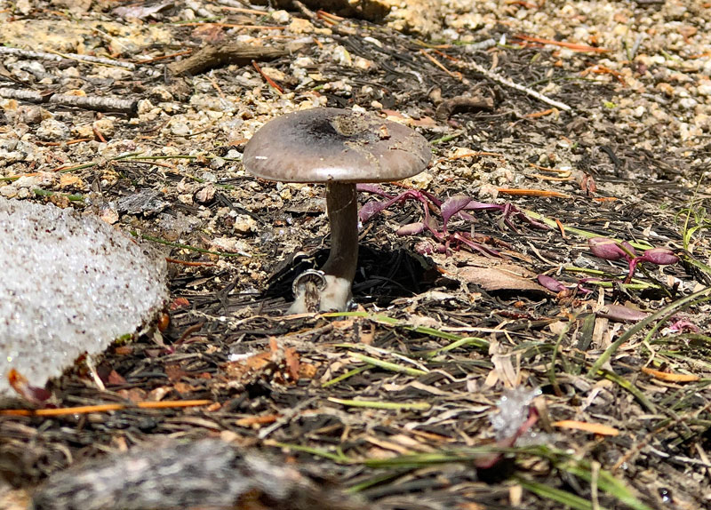 Mushroom(s)