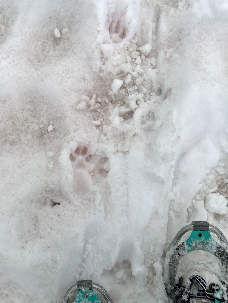 Paw prints in the watermelon snow.