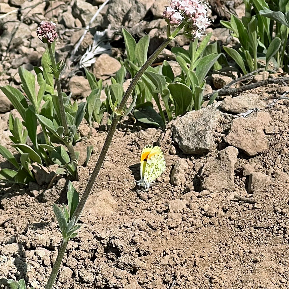 A beautiful, bright butterfly