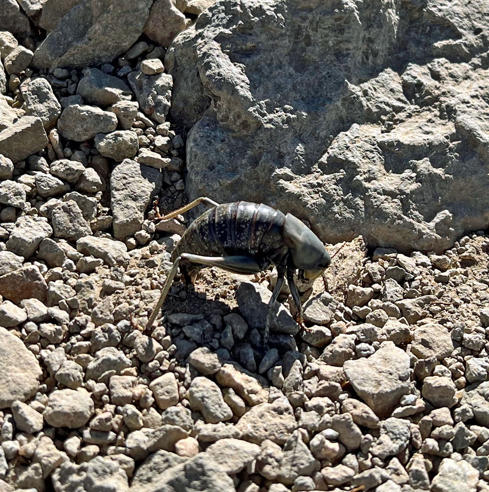 Mormon Cricket, Alpine Cricket, and/or a Shield-Backed Katydid