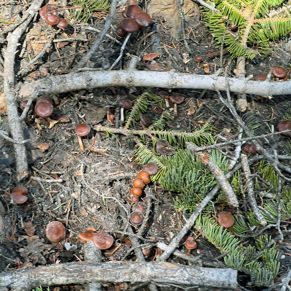 It seemed like there were millions more mushrooms on our hike out