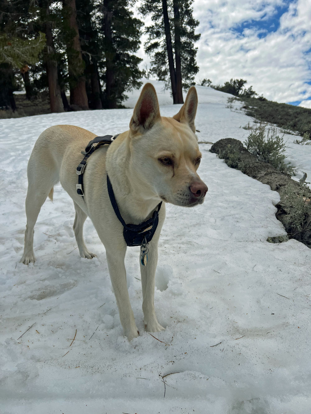 Zooey at the bottom of the run