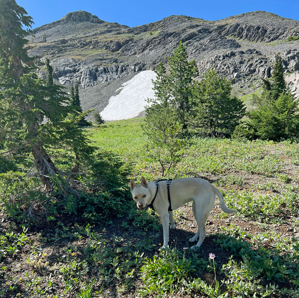Zooey with The Center Patch in the background.