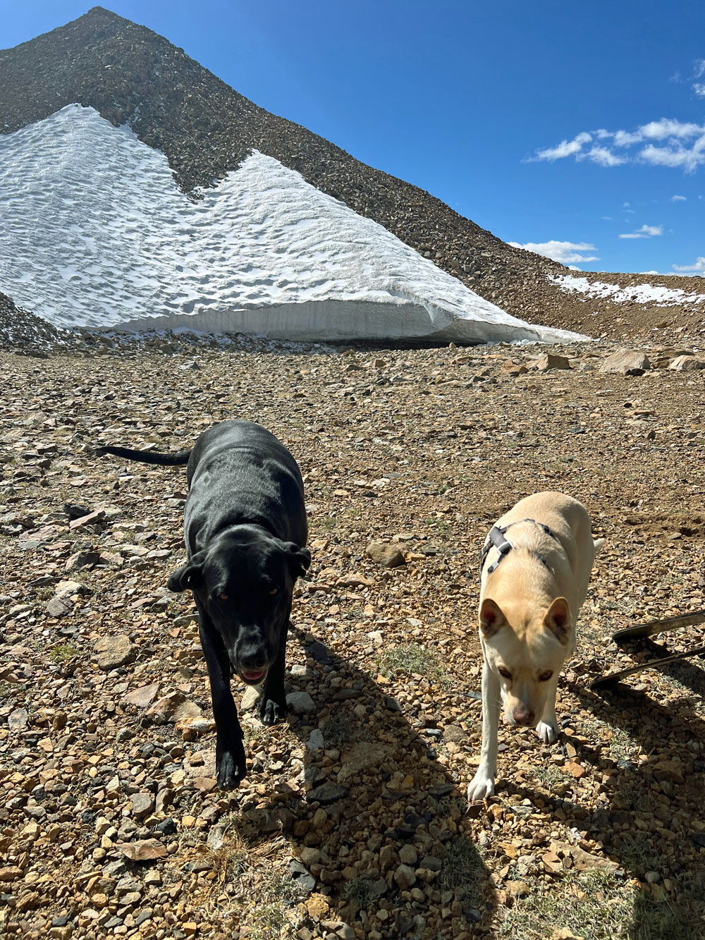 Trixie and Zooey with Jack's "Glacier" in the background