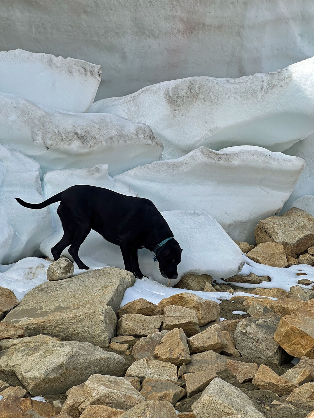 Trixie in front of the fallen snow below Jack's "Glacier"