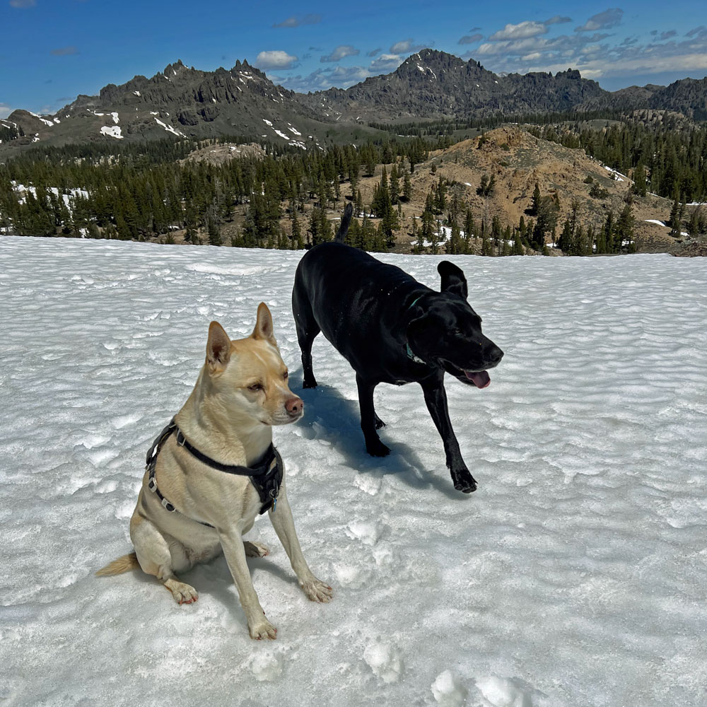 Zooey and Trixie up at the top of the Horseshoe Patch